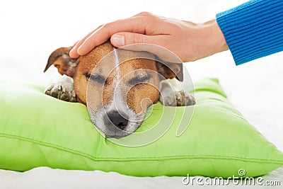 Sick ill dog Stock Photo