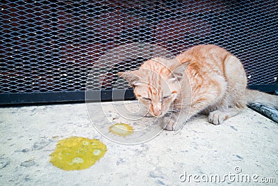 Sick ill pet cat with vomit on floor Stock Photo