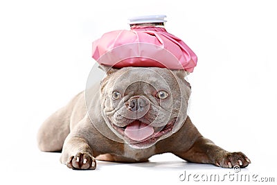 Sick lilac French Bulldog dog with ice bag on head Stock Photo