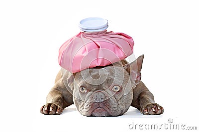 Sick lilac French Bulldog dog with ice bag on head Stock Photo