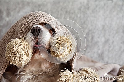 SICK, PLAYFUL OR SCARED CAVALIER DOG PUPPY COVERED WITH A WARM TASSEL BLANKET ON SOFA Stock Photo