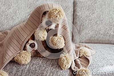 SICK, PLAYFUL OR SCARED TWO DOGS COVERED WITH A WARM TASSEL BLANKET ON SOFA Stock Photo