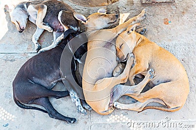 Sick and poor vagrant or stray homeless dog sleeping on floor, Varanasi, India Stock Photo