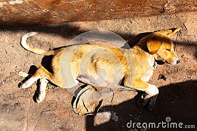 Sick and poor vagrant or stray homeless dog sleeping on floor, Varanasi, India Stock Photo