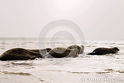 Sick seal released in nature. Stock Photo