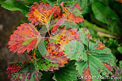 Sick strawberry bushes. Fungal diseases of strawberry leaves. Rust, brown leaf spot, Verticillium wilt Stock Photo