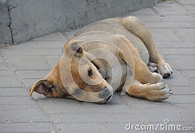 Sick Stray Small Dog Lying On The Asphalt Stock Photo