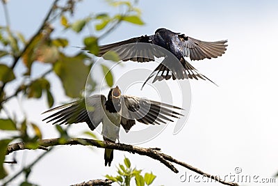 Sick swallow chick waiting for its mother Stock Photo