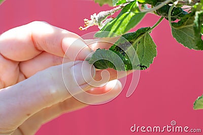 Sick twisted leaves of fruit trees with a colony of black aphids discovered by a gardener Stock Photo