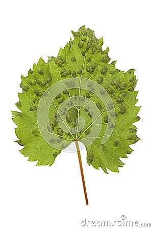 Sick vine leaf Stock Photo