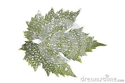 Sick vine leaf isolated on white Stock Photo
