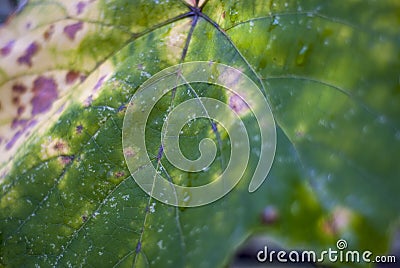 Sick vine leaves close-up affected by Colomerus Vitis in summer. Stock Photo