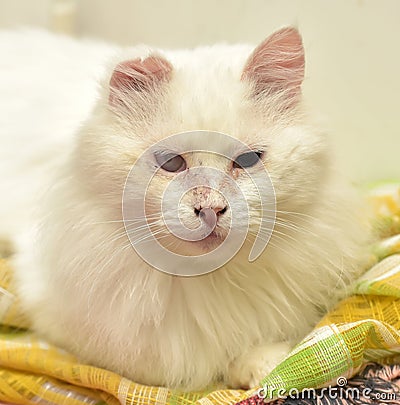 Sick white homeless cat Stock Photo