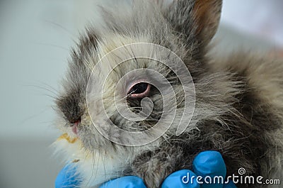 Sick young rabbit with conjunctivitis and respiratory infection at a veterinary clinic Stock Photo