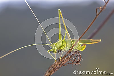 Phaneroptera falcata Stock Photo