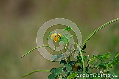 Sicklepod or Panwar or Chakunda Senna obtusifolia flower, pods and leaves Stock Photo