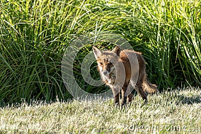 Sickly Red Fox in Public Park Stock Photo