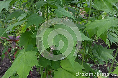 Sida hermaphrodita, known by the common name Virginia fanpetals Stock Photo