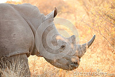 Side angle close up of the head of an African White Rhino in a South African game reserve Stock Photo