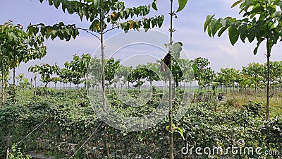 Photo of vegetable plantation on the side of the road Stock Photo