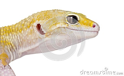 Side close-up of a gecko, isolated Stock Photo