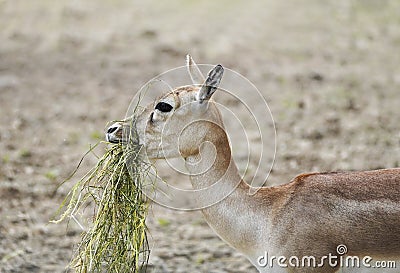 Side close-up of the Impala eating grass. Stock Photo