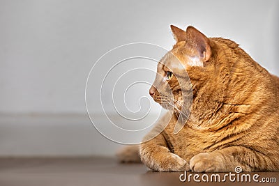 Side close up profile of orange ginger kitty cat relaxing Stock Photo