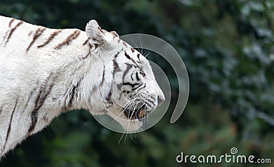 Side Close up view of a white Bengal tiger Stock Photo