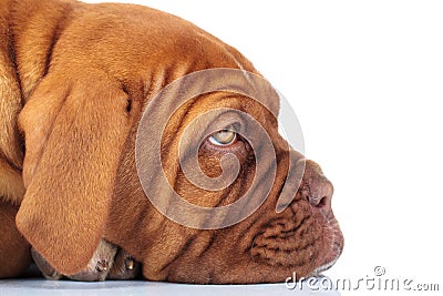 Side closeup picture of a sleepy sad french mastiff puppy Stock Photo