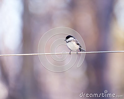 Side closeup view of a black-capped chickadee perched on a wire during a sunny early morning Stock Photo