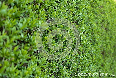 Side closeup view of natural hedge Stock Photo