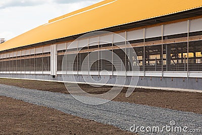 side curtains roller blinds for the possibility of airing the room from ammonia on a modern dairy farm Stock Photo