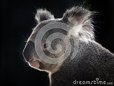 Side face of a koala. Stock Photo