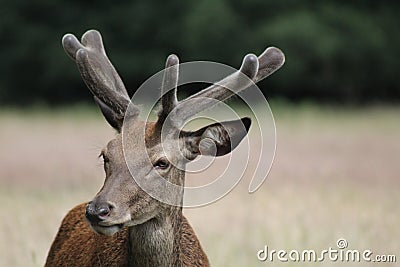 Deer in the Richmond Park, London Stock Photo