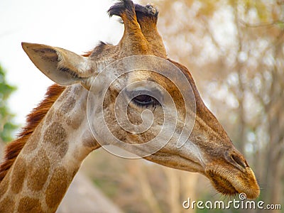 Side head giraffe close up have tag on them ear can see beautiful pattern texture fur on neck zoo create natural background Stock Photo