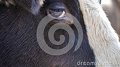 The Look of a Holstein Bull Stock Photo