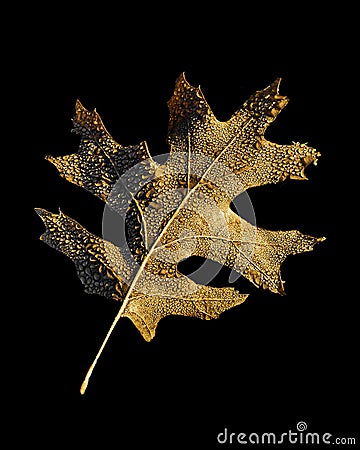 Golden Brown Oak Leaf covered in Dew Isolated on Black Background Stock Photo