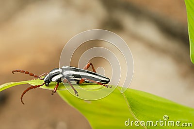 Side Of Longhorn Beetle On Turmeric Leaf Stock Photo