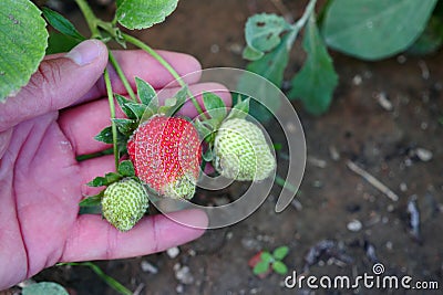 Side by side mature and immature strawberries, natural organic soil strawberries Stock Photo