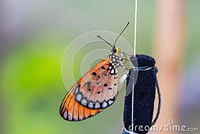 Side Orange butterflies perched on rope and black foam in natural light. Stock Photo