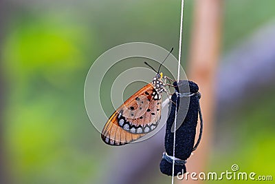 Side Orange butterflies perched on rope and black foam in natural light. Stock Photo
