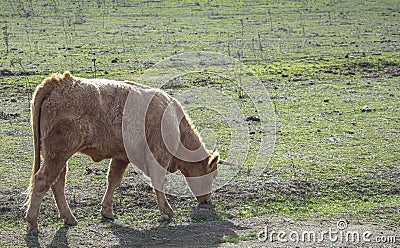Side perspective of a cow grazing on a path of a meadow Stock Photo