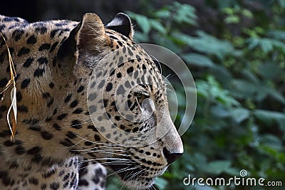 Side portrait of Amur leopard in forest Stock Photo