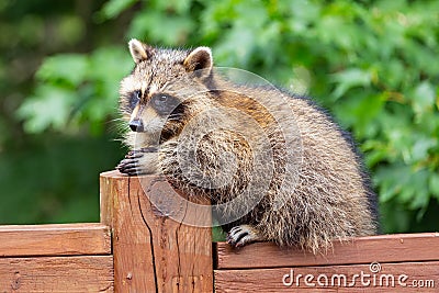 Side portrait of a baby raccoon sitting on deck railing. Stock Photo