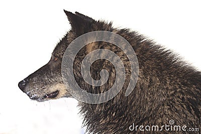 Side portrait of black timber wolf Stock Photo