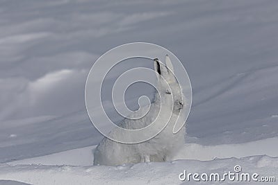 Side profile of arctic hare Arctic Hare found in the snow covered tundra, near Arviat, Nunavut Stock Photo