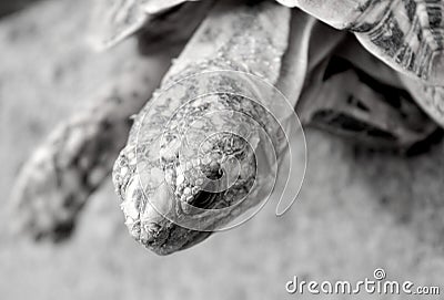 Side profile close up of star tortoise black and white Stock Photo