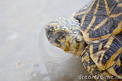 Side profile close up of star tortoise Stock Photo