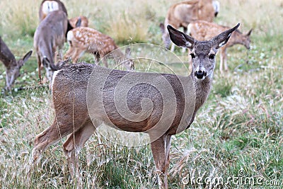 Side profile of a female mule deer Stock Photo