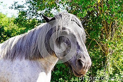 Side profile grey Horses portrait in outdoor Stock Photo